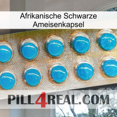 Africa Black Ant Capsule new09
